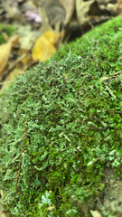 Cladonia coniocraea