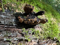 Gloeophyllum odoratum