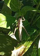 Xyleus discoideus