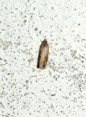 Endothenia quadrimaculana