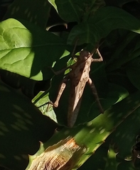 Xyleus discoideus