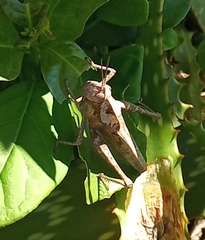 Xyleus discoideus