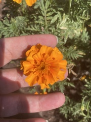Tagetes