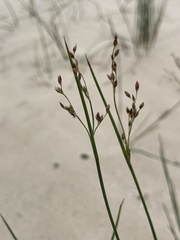 Juncus balticus