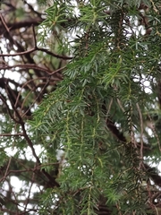 Juniperus cedrus