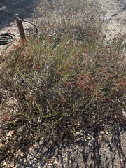 Eriogonum fasciculatum