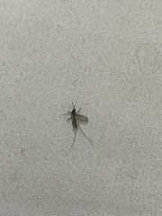 Culicinae