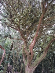 Juniperus cedrus