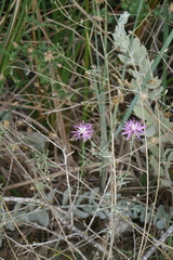 Centaurea arenaria