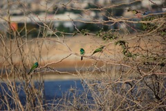 Merops cyanophrys