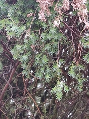 Juniperus cedrus