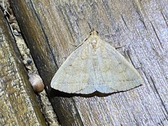 Zanclognatha jacchusalis
