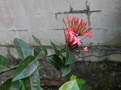 Ixora