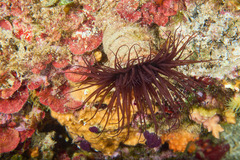 Cerianthus membranaceus