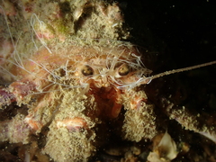 Pagurus prideaux