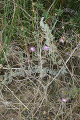Centaurea arenaria