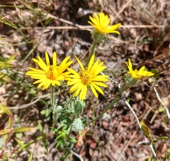 Bradburia pilosa