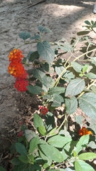 Lantana