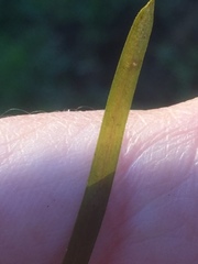 Potamogeton malaianus