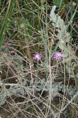 Centaurea arenaria