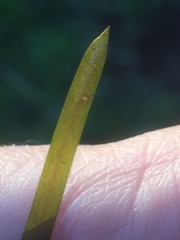 Potamogeton malaianus