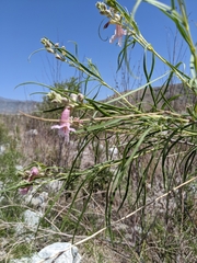 Chilopsis linearis
