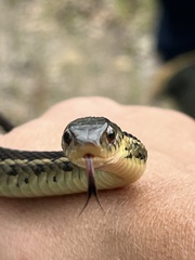 Thamnophis sirtalis semifasciatus