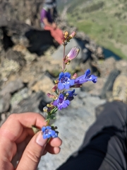Penstemon