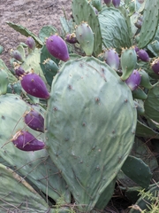 Opuntia