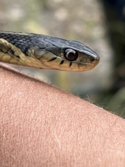 Thamnophis sirtalis semifasciatus