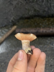 Armillaria