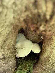 Volvariella bombycina