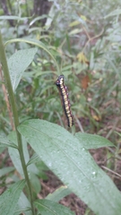 Cucullia convexipennis