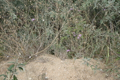 Centaurea arenaria