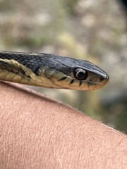 Thamnophis sirtalis semifasciatus