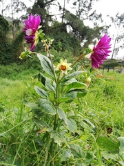 Dahlia pinnata