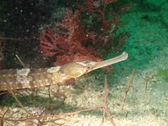 Syngnathus acus