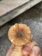 Armillaria