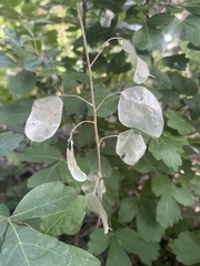 Ptelea trifoliata