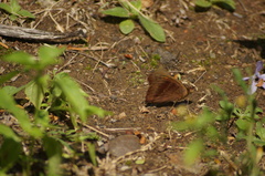 Junonia evarete