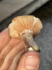 Armillaria