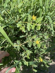 Kallstroemia parviflora