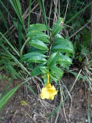 Allamanda cathartica
