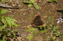 Junonia evarete