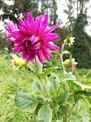 Dahlia pinnata