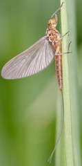 Ephemeroptera