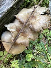Megacollybia