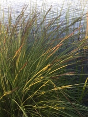 Carex elata