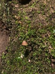 Mycena corticola