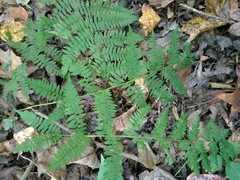 Athyrium asplenioides